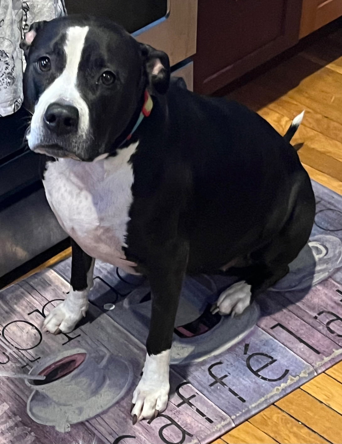 Dog for Adoption - Bronte *LIVES WITH CATS and DOGS*, a Pit Bull