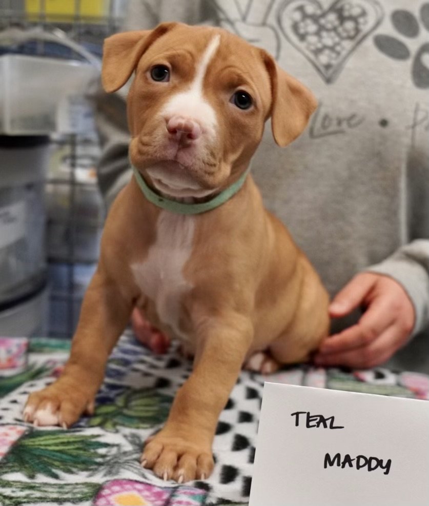 Dog for Adoption - Maddy, a Pit Bull Terrier in Laingsburg, MI | Alpha Paw