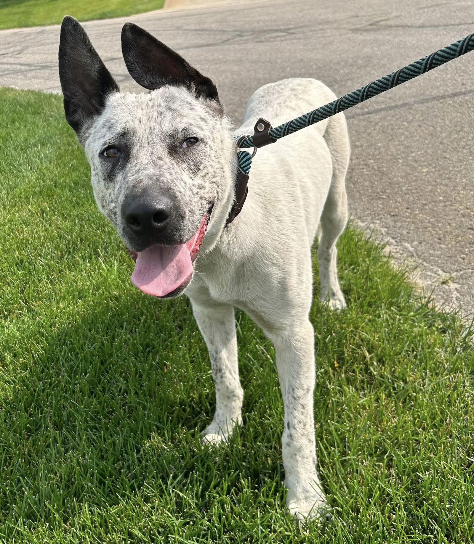 Dog for Adoption - Noah *LIVED WITH CATS*, a Cattle Dog in Marlette, MI ...