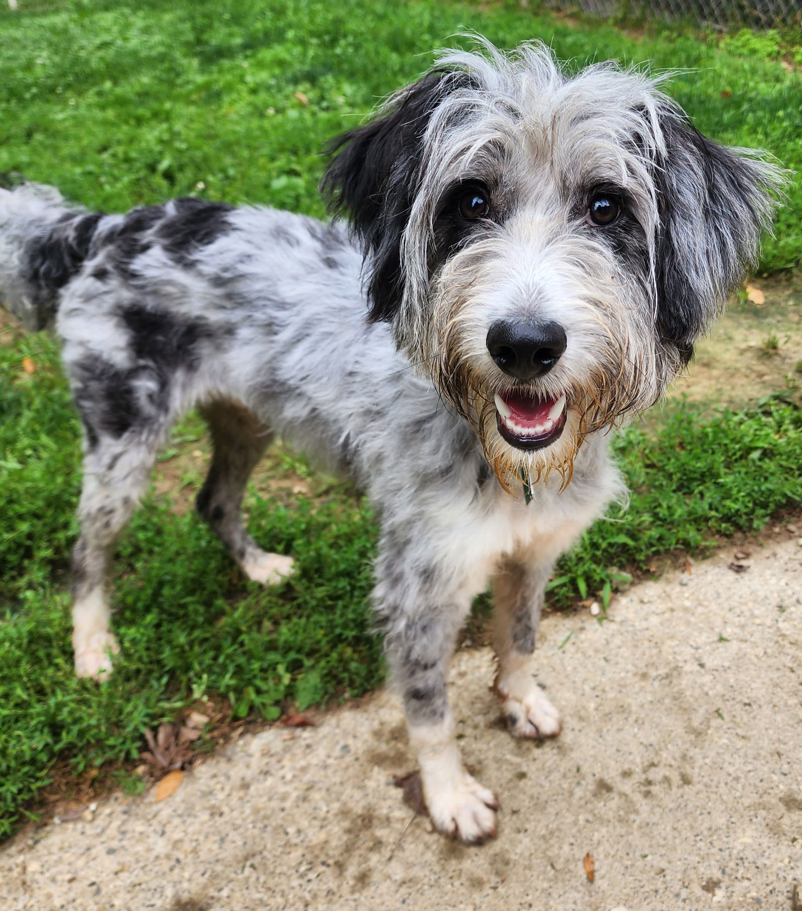 adoptable Dog in Clarkston, MI named Skippy
