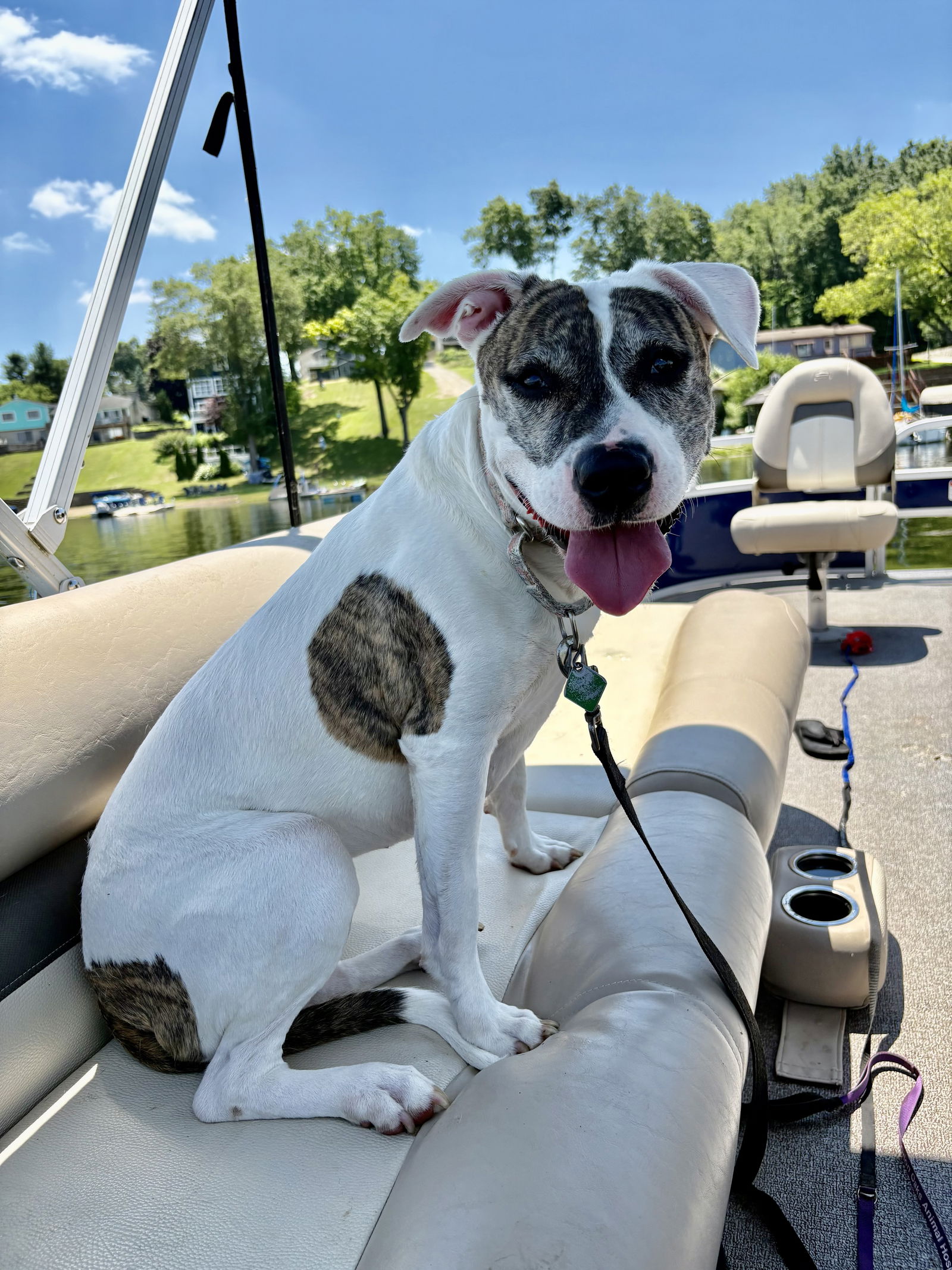 adoptable Dog in Clarkston, MI named Jade