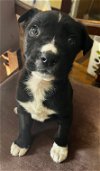 adoptable Dog in , MI named Olive *LIVES with a CAT and DOGS*