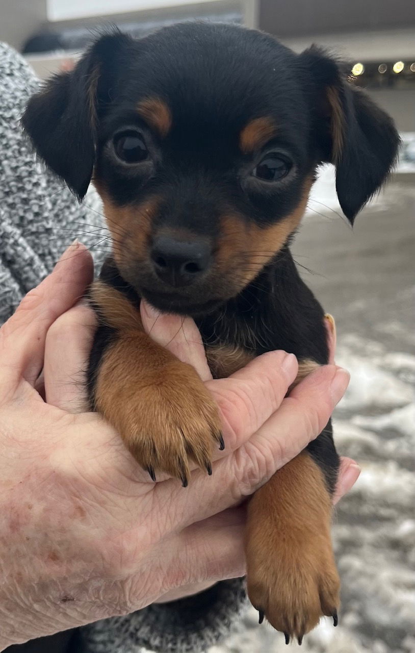 Dog for Adoption - Anna, a Miniature Pinscher in Lake Orion, MI | Alpha Paw