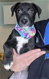 adoptable Dog in , MI named Punky Chewster