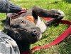 adoptable Dog in  named Faygo *fostered with dogs, cats and kids*