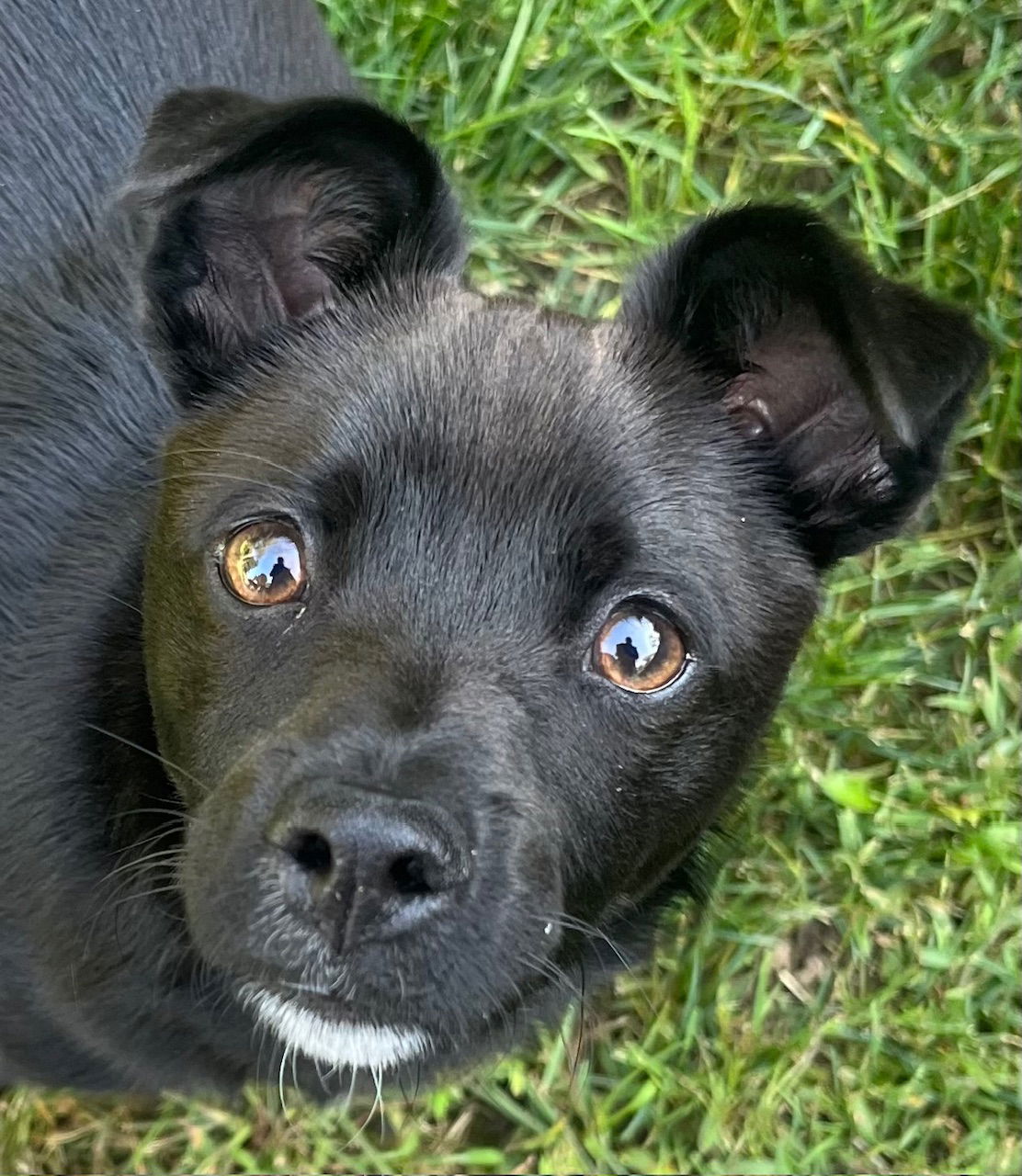 adoptable Dog in Clarkston, MI named Aiden