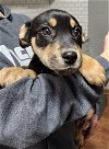 adoptable Dog in clarkston, MI named Bernie