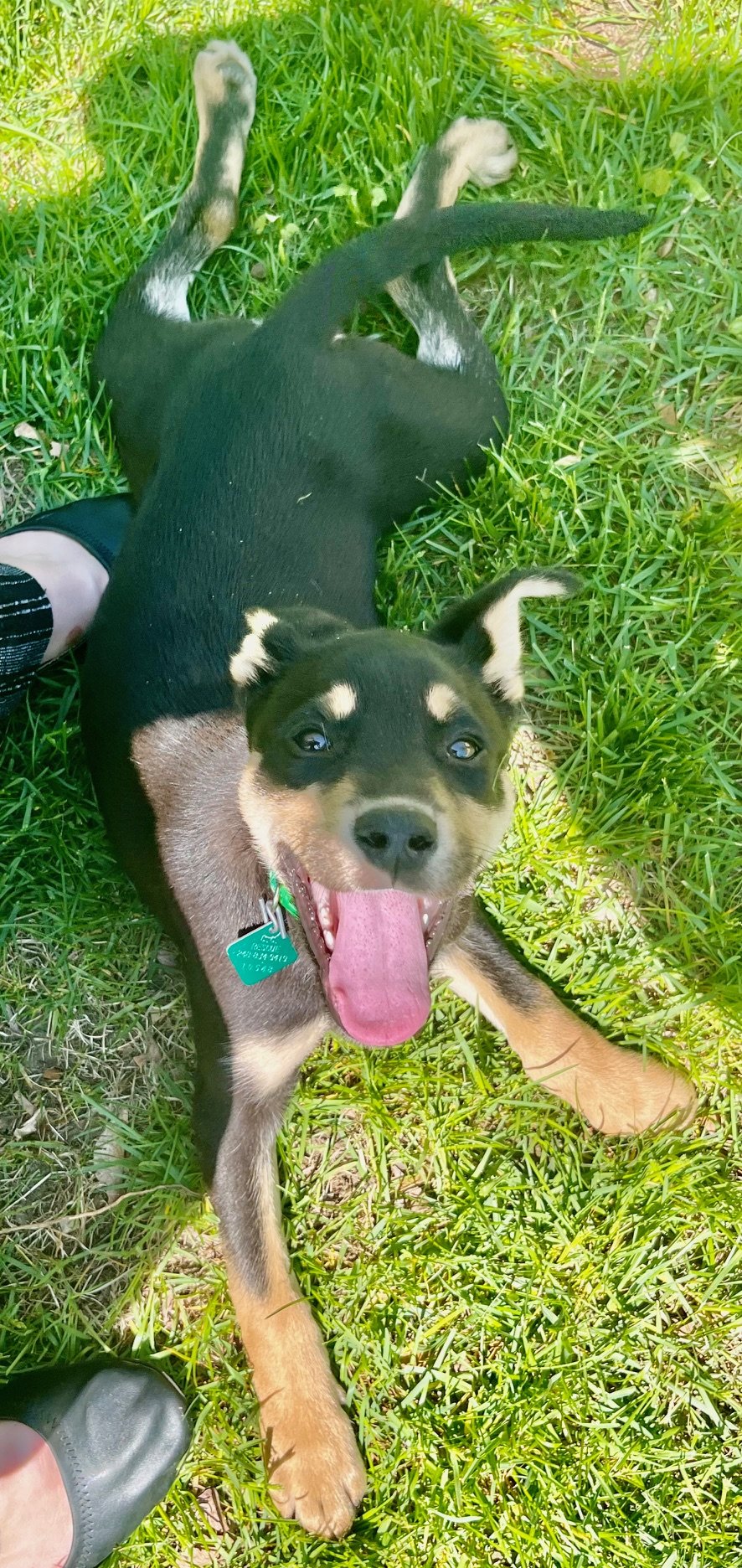 adoptable Dog in Clarkston, MI named Bernie