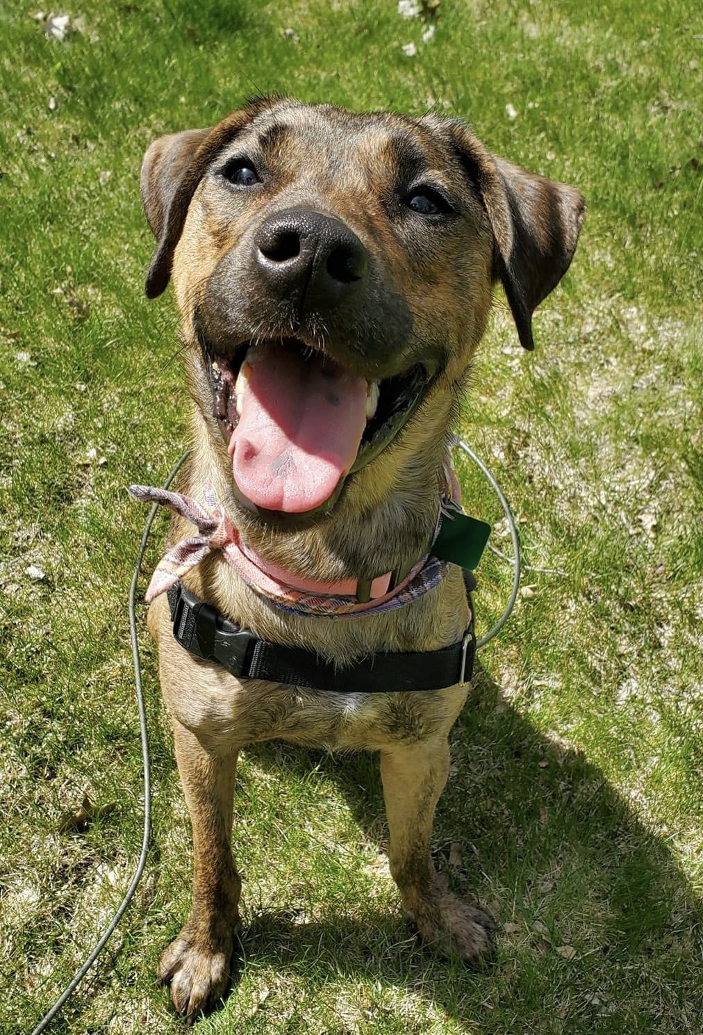 adoptable Dog in Clarkston, MI named Daisy *BEST DOG EVER*