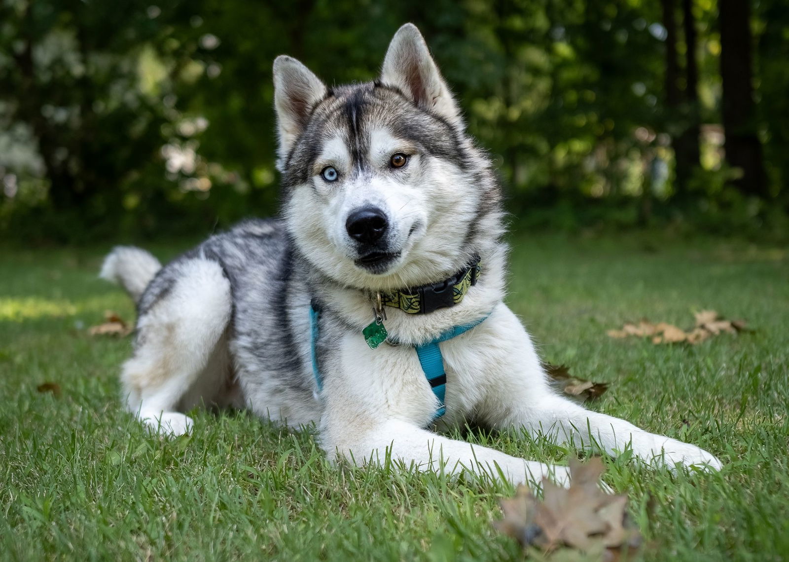 adoptable Dog in Clarkston, MI named Max