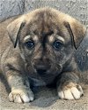 adoptable Dog in clarkston, MI named Jupiter