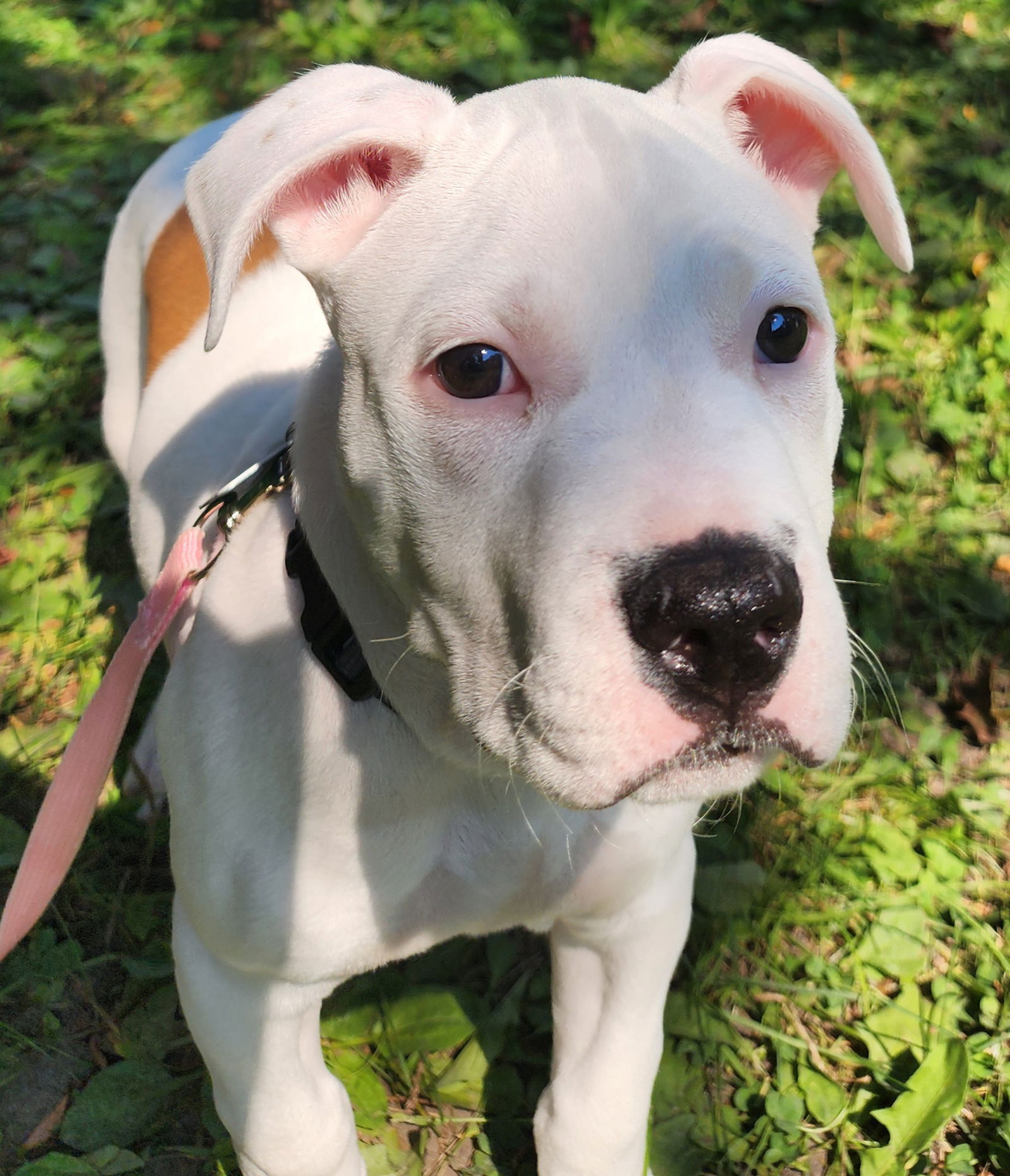 adoptable Dog in Clarkston, MI named Trudi