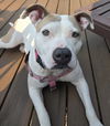 adoptable Dog in  named Carolina *SWEETEST GIRL*TRANSPORTATION AVAILABLE*