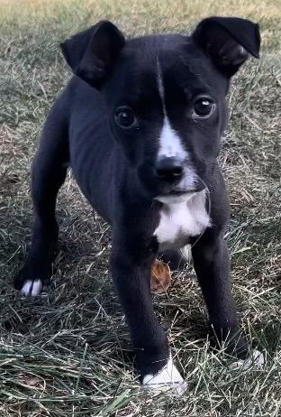 adoptable Dog in Clarkston, MI named Domino