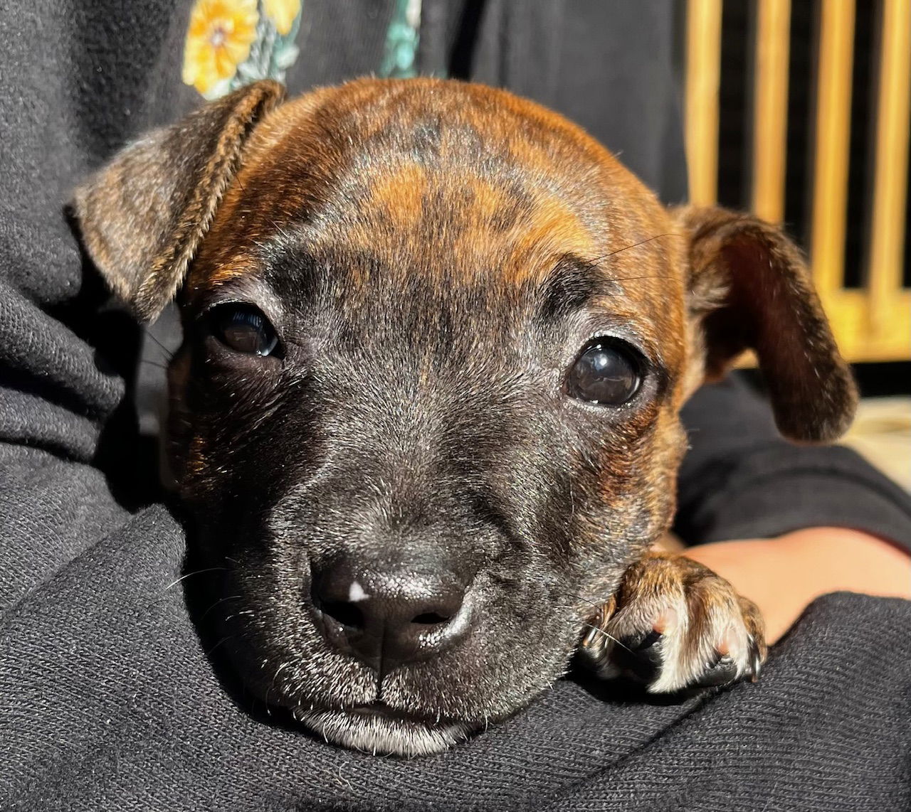 adoptable Dog in Clarkston, MI named Marshmellow