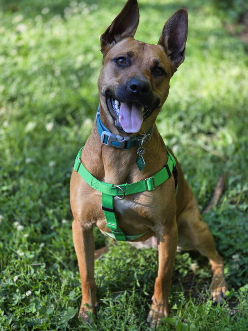 Charlie *BALL IS LIFE*, an adoptable Pit Bull Terrier in Clarkston, MI