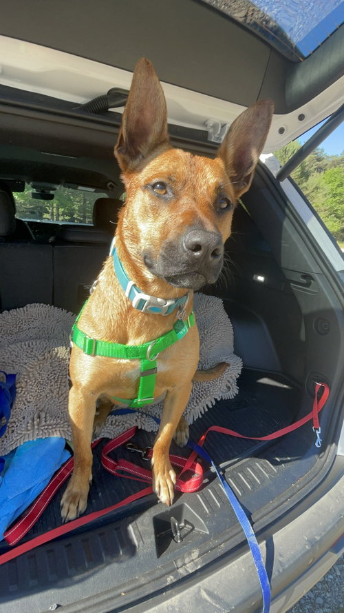 Charlie *BALL IS LIFE*, an adoptable dog