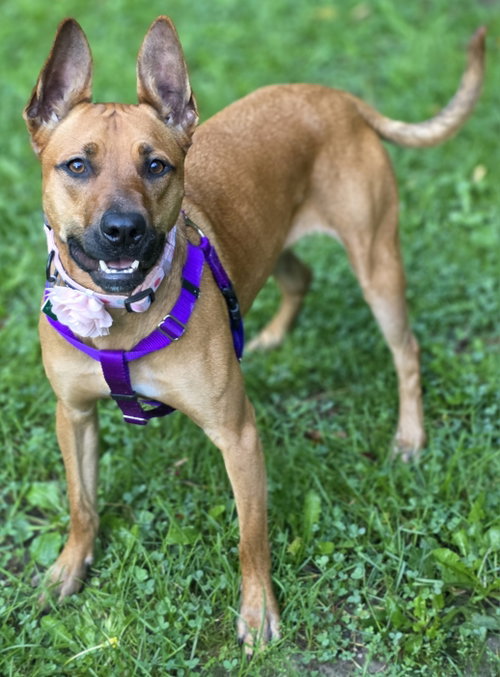 Charlie *BALL IS LIFE*TRANSPORTATION AVAILABLE*, an adoptable dog