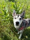 adoptable Dog in clarkston, MI named Pebbles