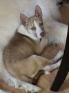 adoptable Dog in clarkston, MI named Betty