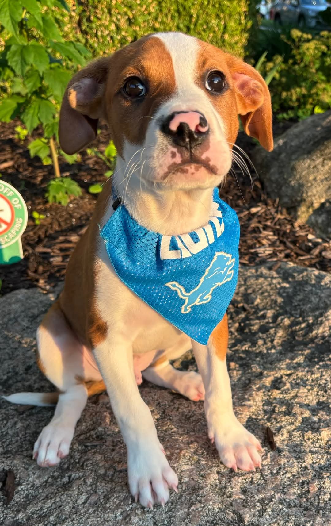 adoptable Dog in Clarkston, MI named Hutchinson