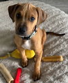 adoptable Dog in  named Roary
