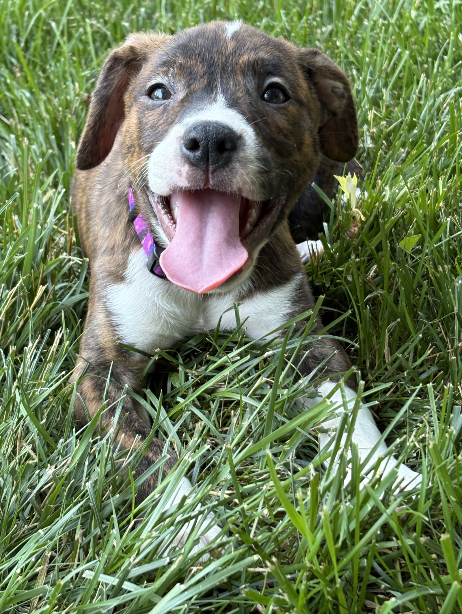adoptable Dog in Clarkston, MI named Blitzy