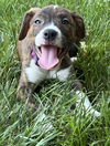 adoptable Dog in  named Blitzy