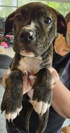 adoptable Dog in  named Gibby