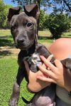 adoptable Dog in  named Aubrey