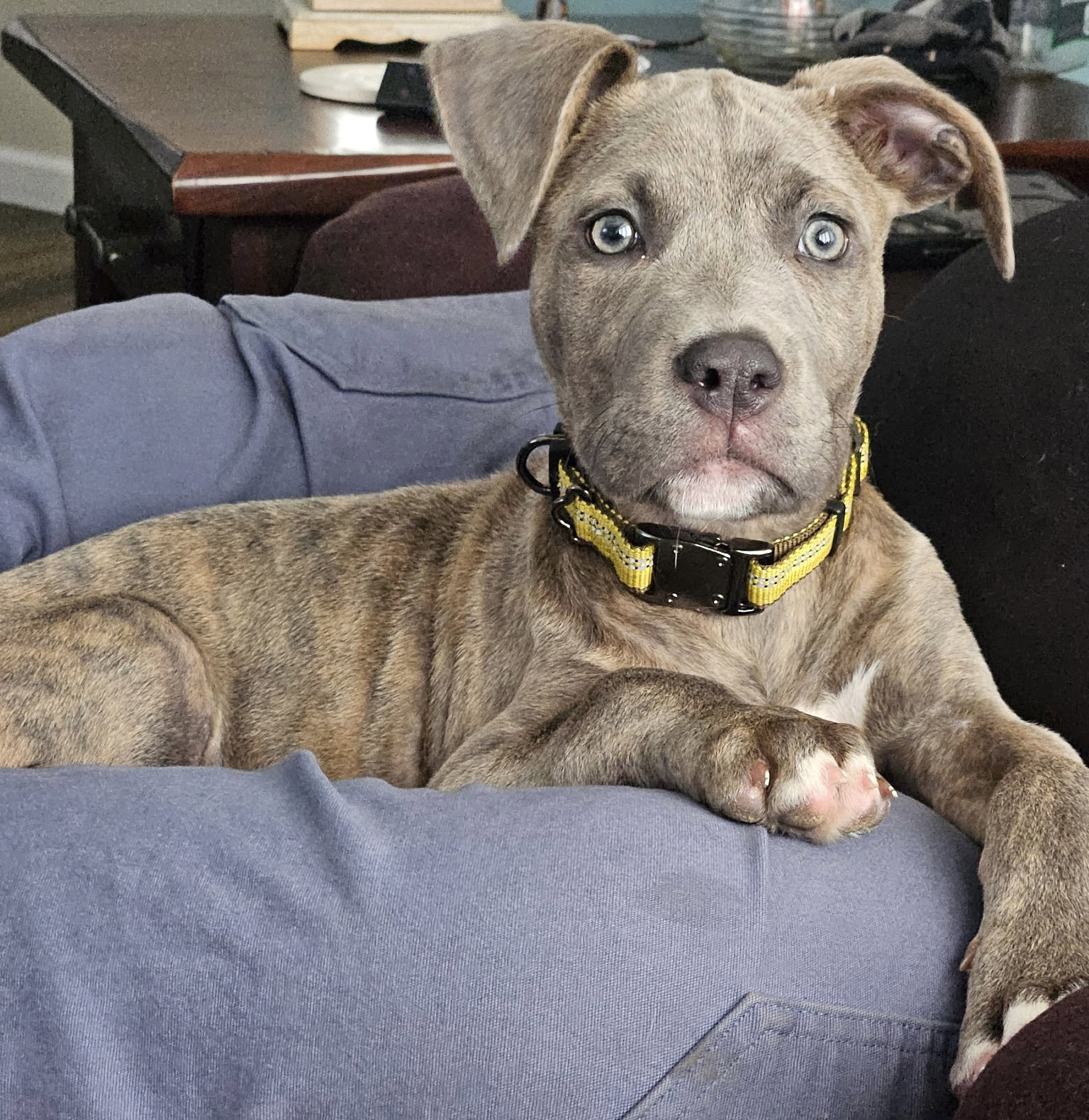 Dog adoption in Clarkston, MI 48347: Pit Bull Terrier / Mixed Dog "Peanut"