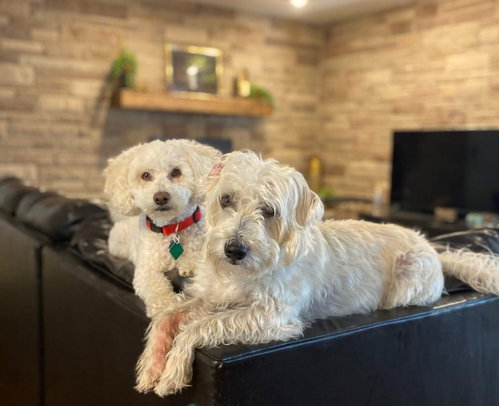 Photo of Motis and Echo *BONDED PAIR*