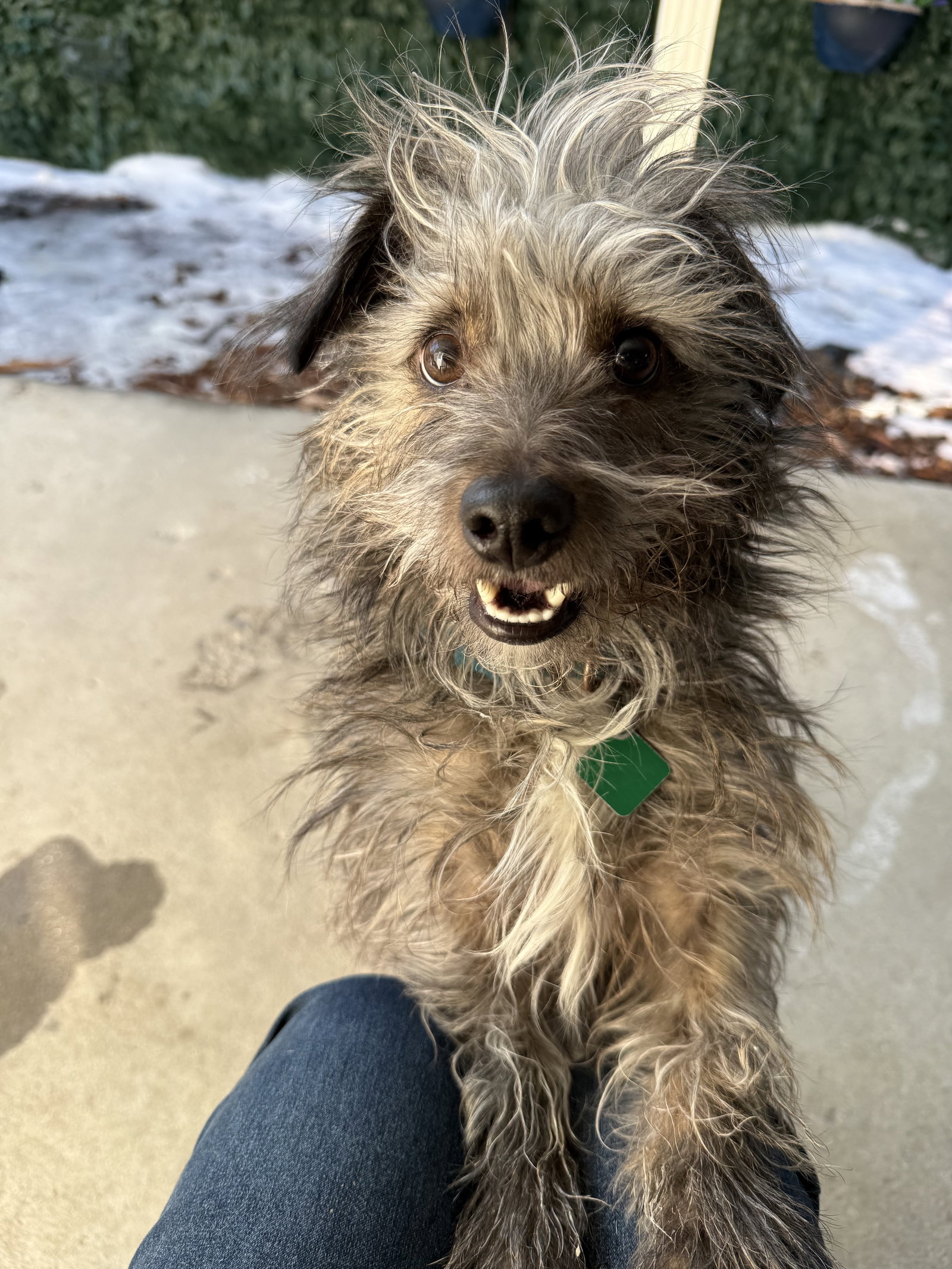 Terrier