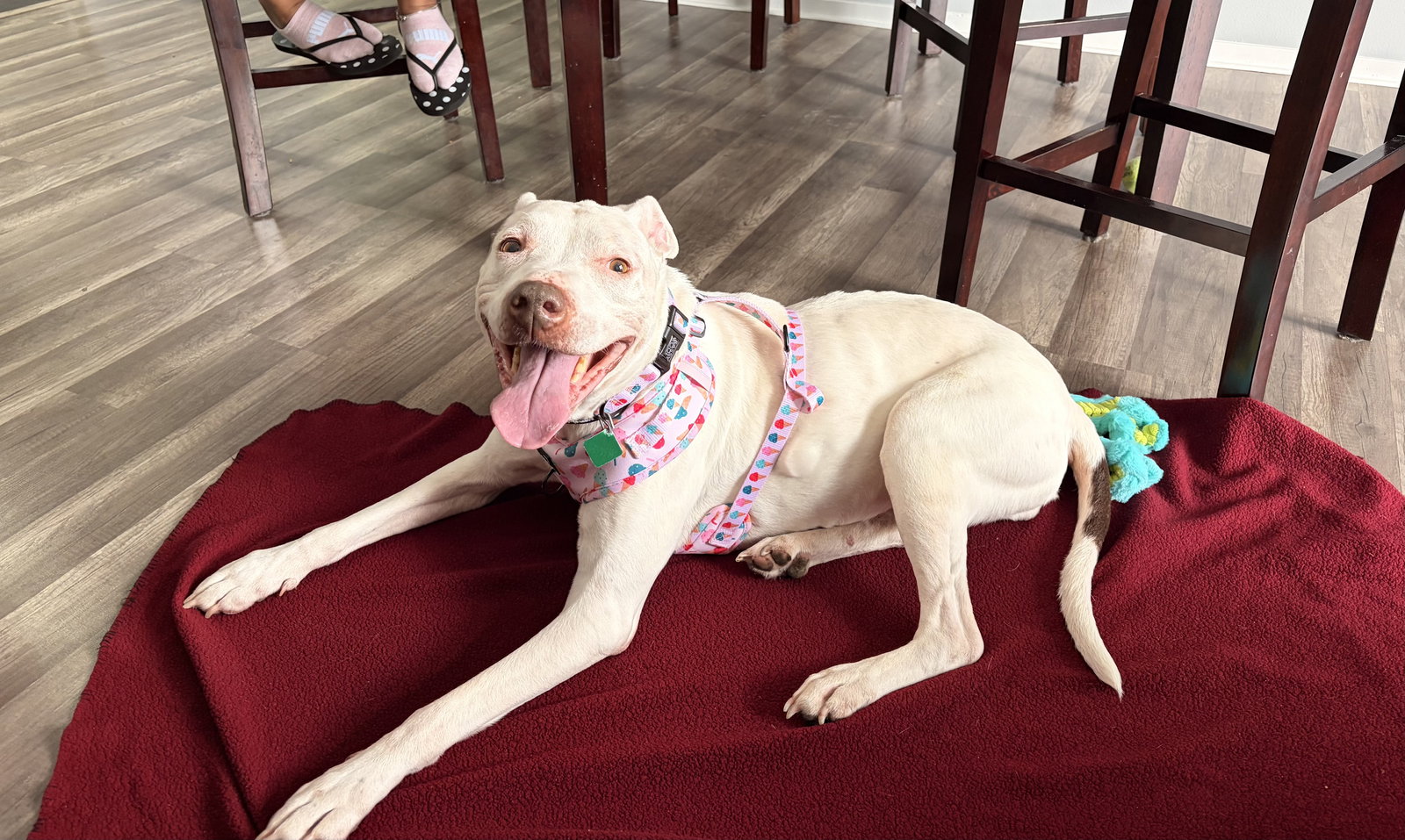 Pit Bull