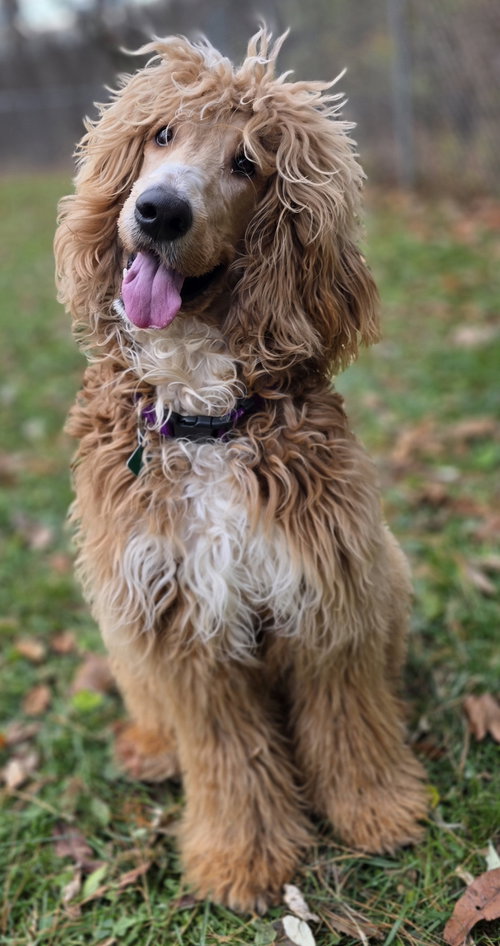 Photo of Shaggy