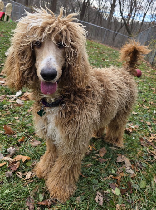Photo of Shaggy