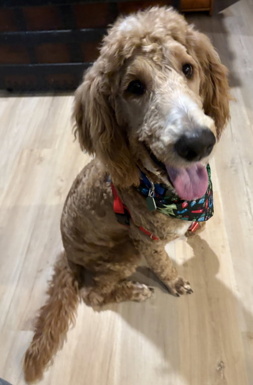 Photo of Shaggy
