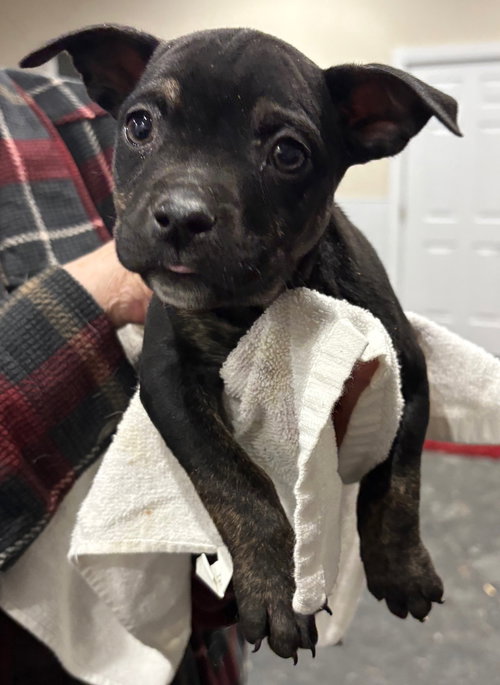 WHITLEY - Pit Bull Terrier available for adoption