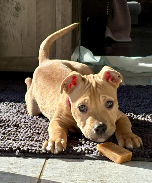 WILLIE - Pit Bull Terrier available for adoption