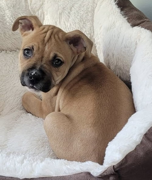 WREN - Pit Bull Terrier available for adoption