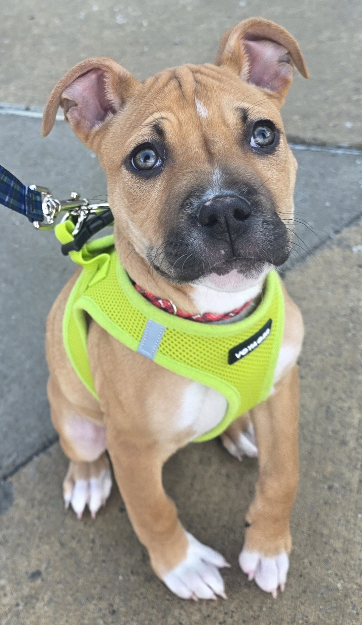 Pit Bull