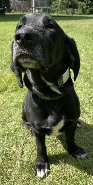 BALOR - Labrador Retriever / Basset Hound available for adoption