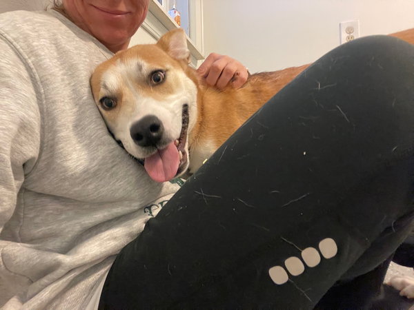 Foxy *FOSTER or FOREVER HOME NEEDED*