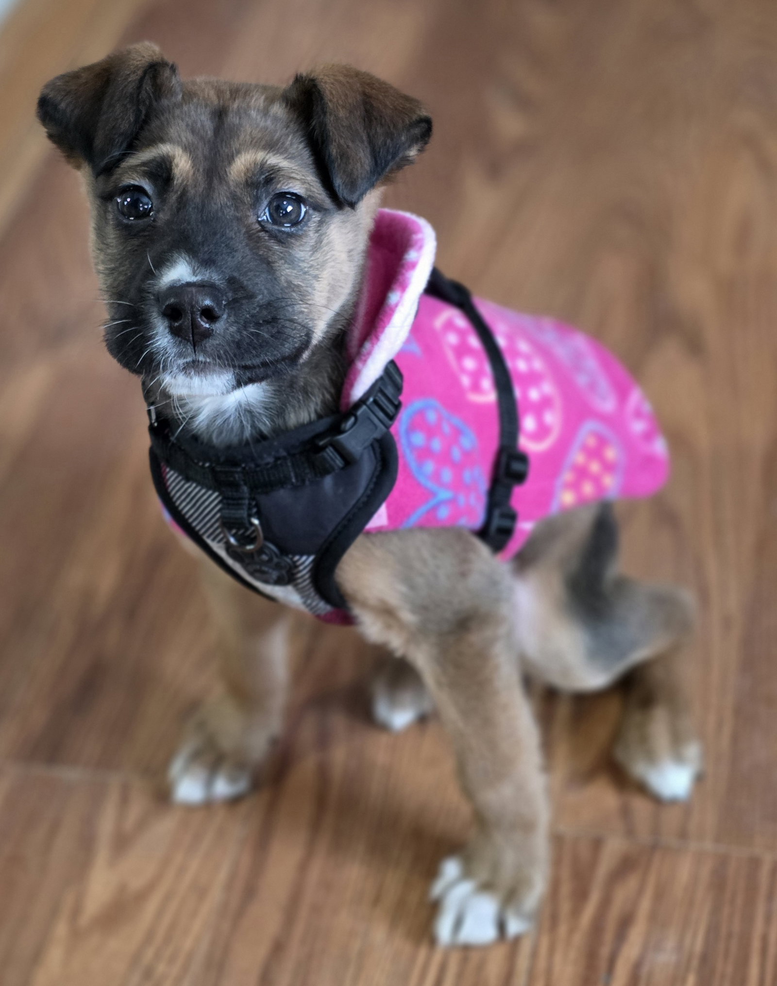 Macey Image