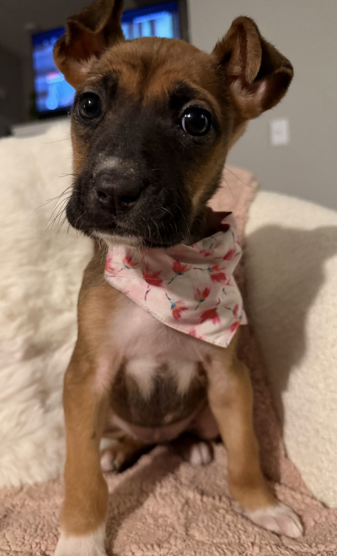 Millie Image