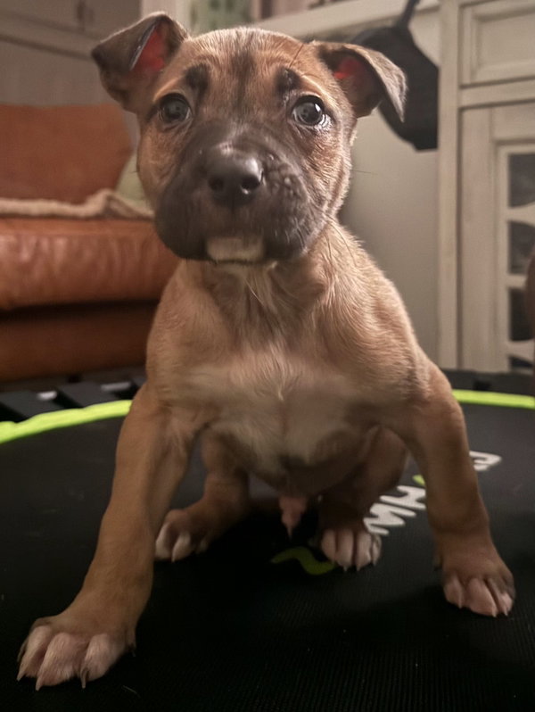 Magnum