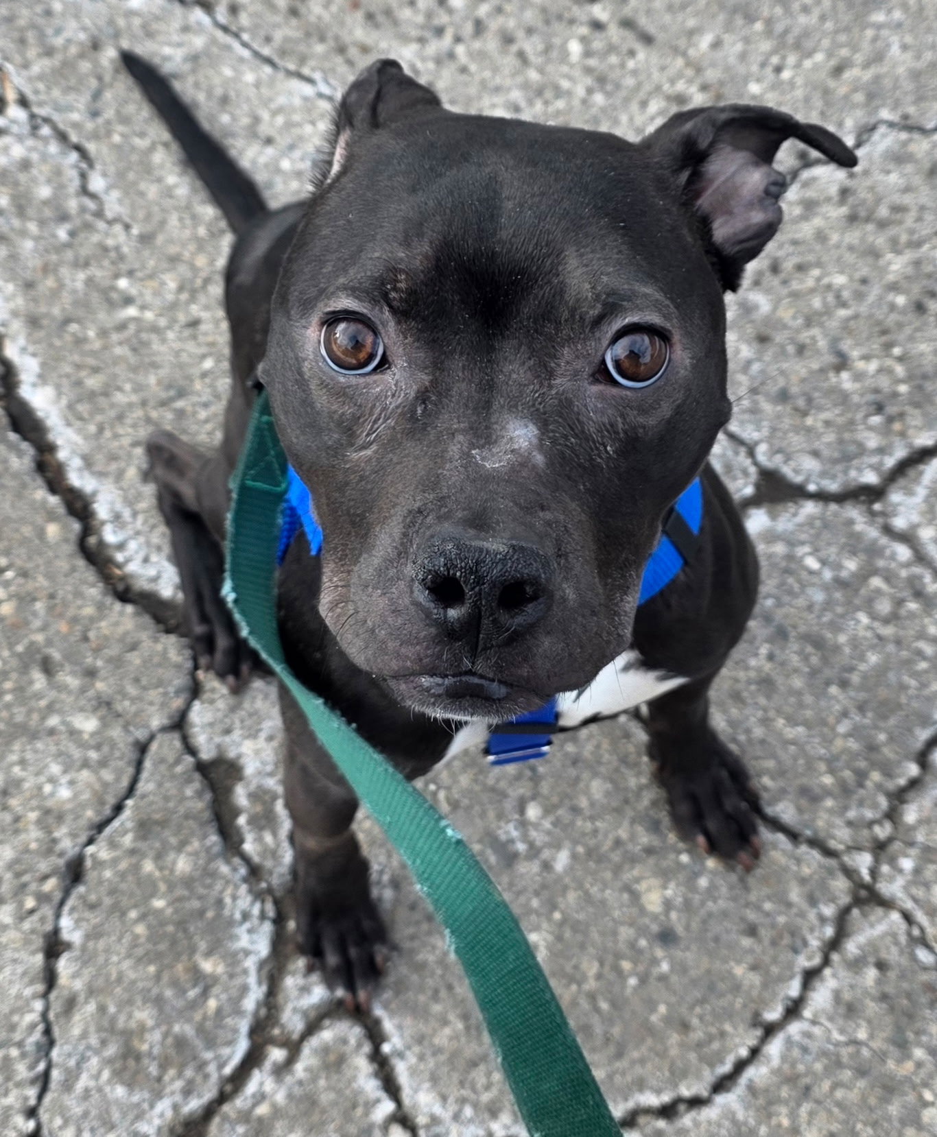 Pit Bull