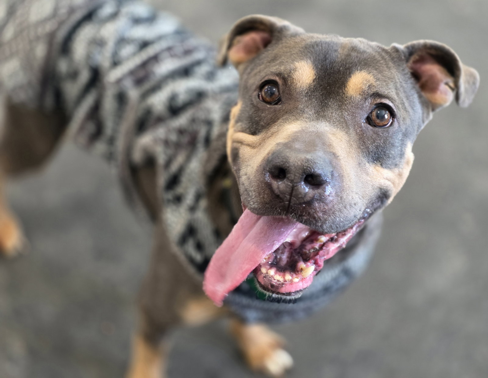 Pit Bull