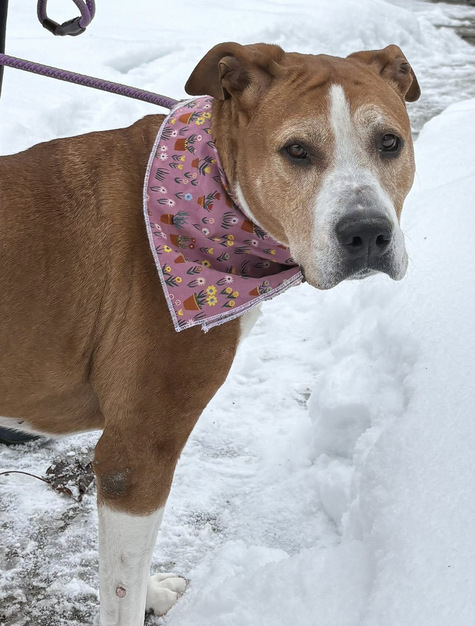 Sheba aka Grandma Image