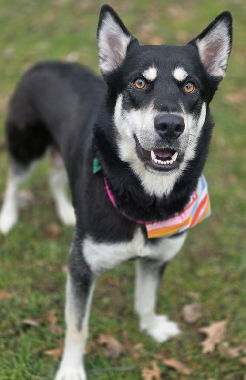 Stormi, an adoptable Unknown breed in Clarkston, MI